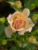 Apricot Rosene ™ rose photo