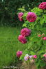 Capitaine Williams rose photo