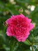 Play The Blues rose photo