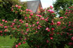 R. forrestiana rose photo