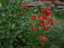 Anička rose photo