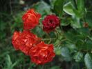 Anička rose photo