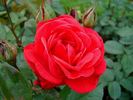 Fuëgo rose photo