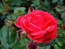 Fuëgo rose photo