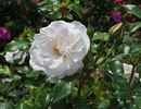 Schneezauber rose photo