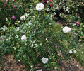 Schneezauber rose photo