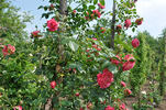 Anne Dakin rose photo