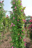 Bordeaux (hybrid multiflora, Soupert rose photo
