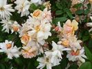 Ceres rose photo
