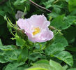 <i>Rosa corymbulosa</i> Rolfe rose photo