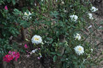 Jackie, Cl. rose photo