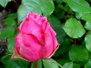 Auguste Renoir ® rose photo