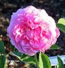 Ville de Saint Denis rose photo