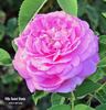 Ville de Saint Denis rose photo
