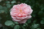 Alister Clark rose photo