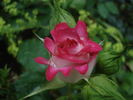 Super Disco de Meilland rose photo