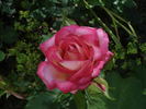 Super Disco de Meilland rose photo