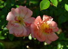 Beautiful Sunrise rose photo