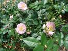 B5209 rose photo