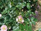 B5209 rose photo