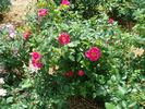 B5210 rose photo