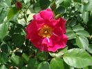 B5210 rose photo