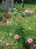 A3301 rose photo