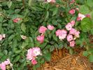 A3908 rose photo