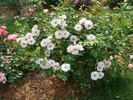 B3602 rose photo