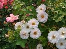 B3602 rose photo