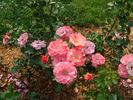 B3604 rose photo