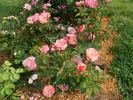 B3604 rose photo