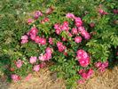 B5210 rose photo