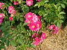 B5210 rose photo