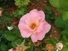 B2702 rose photo
