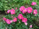 D2110 rose photo