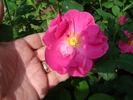 D2110 rose photo