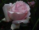 History rose photo