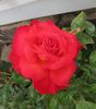 Mikado ™ rose photo
