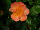 All the Rage rose photo