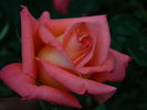 Boulie's Dream™ rose photo