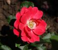 Inge Schubert rose photo