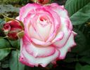 LAMinuette rose photo