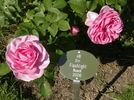 Flashlight rose photo