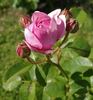 Flashlight rose photo
