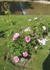 Flashlight rose photo