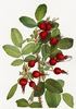<i>Rosa sayi</i> Rehd. rose photo