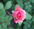 Fee rose photo