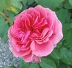 Fee rose photo