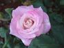 Dorothy Anne rose photo